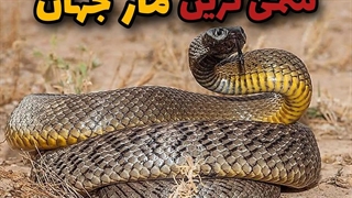 سمی ترین مار دنیا | نیش این مار میتونه صدها انسان و بکام ☠️ بکشه 