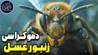 زندگی زنبور عسل و دموکراسی عجیبی که در دسته زنبورها وجود دارد!