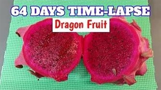 تایم لپس رشد دراگون