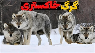 گرگ خاکستری، درنده ترین و قدرتمندترین حیوان دنیا