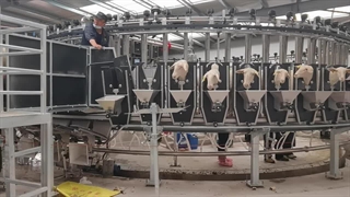 دوشیدن شیر گوسفندان با دستگاه