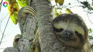 تنبل ترین حیوان جهان که روزی ۲۰ ساعت میخوابد