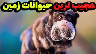 حیواناتی با ظاهری عجیب و غریب