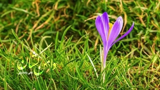 Ali Zand Vakili - Daman Keshan | (علی زند وکیلی - دامن کشان)