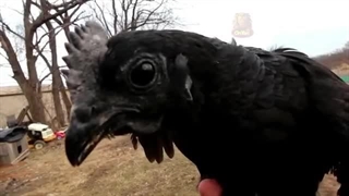 آیام سمانی مرغ و خروس های سیاه رنگی که پیش فروش میشوند