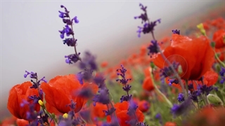 سرزمین گلهای وحشی