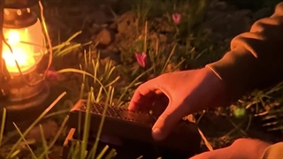 زمان برداشت گل زعفران