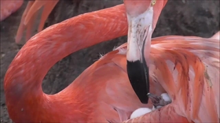 به دنیا آمدن بچه فلامینگو ها و روند رشد آنها