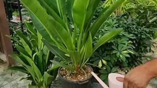 آبیاری صحیح گیاهان