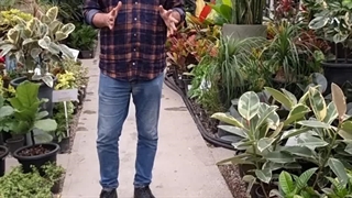 گیاهان مناسب محل کار