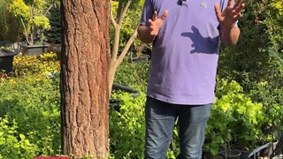 مشکلات گل رز