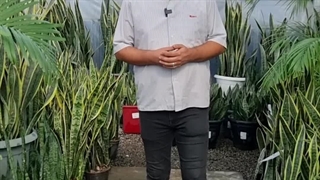 مصرف کود آهن برای گیاهان ابلق