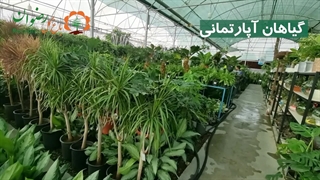 معرفی باغ گل رضوان