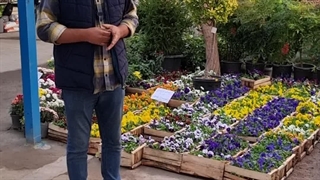 معرفی گیاهان تزئینی در زمستان