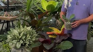 نحوه نگهداری گل ارکیده