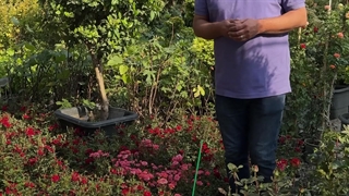 نحوه نگهداری گل رز