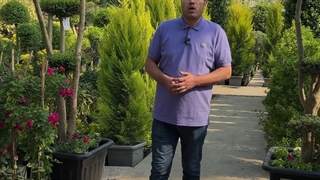 نکات نگهداری گل های فصلی