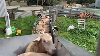 چطور گوسفند زنده خوب بخریم!!