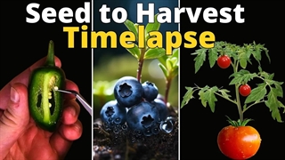 مجموعه تایم لپس بذر گیاهان در حال رشد برای برداشت