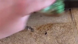 منزل تمیز و بهداشتی