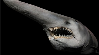 کوسه گابلین | دیو کوسه چیست؟