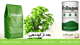 رشد دوباره گیاه درحال خشک شدن با کود فولیاژن