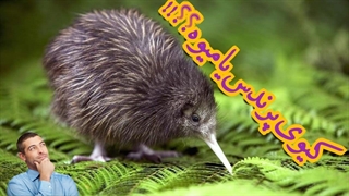 کیوی اسم میوه است یا پرنده بالاخره؟|معرفی پرنده کیوی