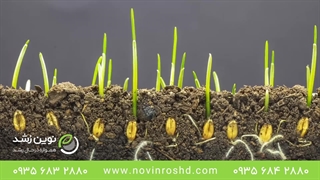 دنیایی از معجزه ها: جادوی رشد در لحظه های زمان