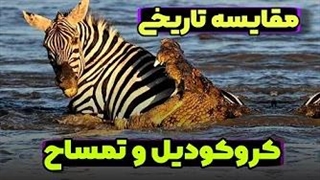 مقایسه بی سابقه تمساح و کروکودیل!