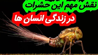 زندگی همه انسان ها وابسته به این حشرات