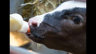 نکات مهم در پرورش گوساله قسمت اول