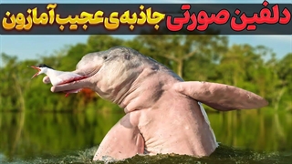 دلفین صورتی، عجیب ترین دلفین ناشناخته جهان