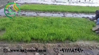 برداشت برنج درجه یک ایرانی