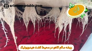 کاشت کاهو به روش هیدروپونیک