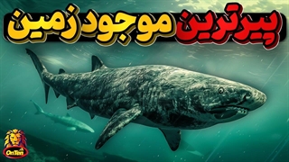 پیرترین موجود زمین، راز طول عمر کوسه گرینلند چیست؟