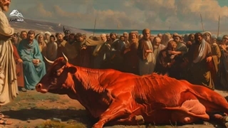 ماجرای قربانی کردن گاو سرخ توسط یهودیان | ظهور دجال | ظهور حضرت عیسی و فرا رسیدن آخرالزمان !