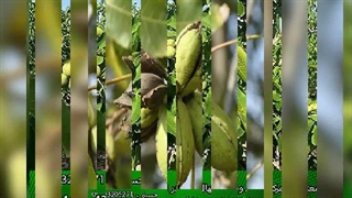 خرید نهال گردو پیوندی زودبارده و تجاری به صورت گلدانی و ریشه ای