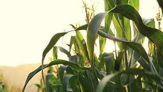 مستند پوکاهونتاس - زن پشت افسانه