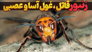 زنبور سرخ قاتل، غول پیکرترین زنبور جهان | زنبور سرخ آسیایی، خطرناکترین زنبور جهان که باورتان نمی شود