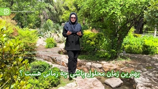 بهترین زمان محلول پاشی