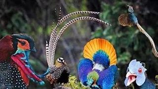 زیبایی قرقاول ها و آوازهای آنها در طبیعت