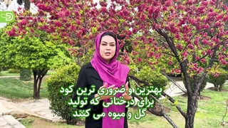 بهترین و ضروری ترین کود برای درختانی که تولید گل و میوه میکنند