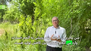 سن مادری یا پوره ها