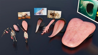 مقایسه سایز زبان انواع حیوانات