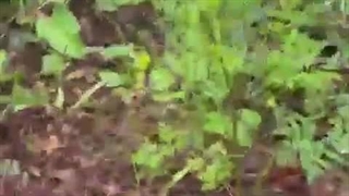 اولین ویدیو از لحظه پیدا شدن لاشه هواپیمای رئیس جمهور