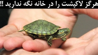 هرگز لاک پشت را در خانه نگه ندارید!! | روز جهانی لاکپشت