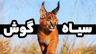 معرفی سیاه گوش : پادشاه گربه سانان