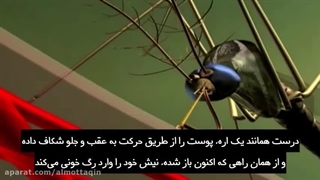 شگفتی های خلقت پشه