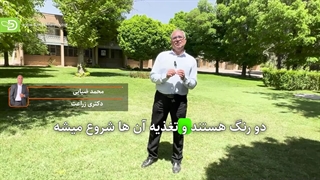 بهترین زمان مبارزه با پوره سن گندم