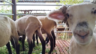 راهنمای خرید گوسفند زنده